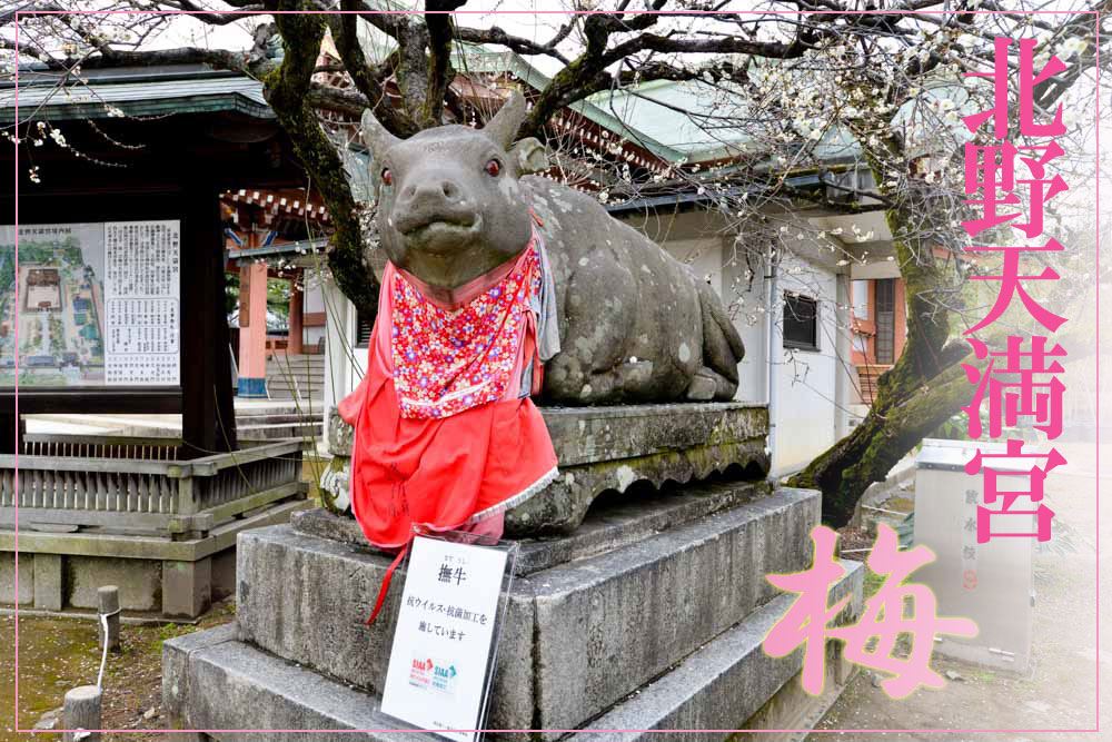 Amazon.co.jp: 北野天満宮 丑年 絵馬 2021年 置物 撫で牛