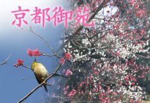 【2021年最新情報】京都御苑~梅が咲き始め