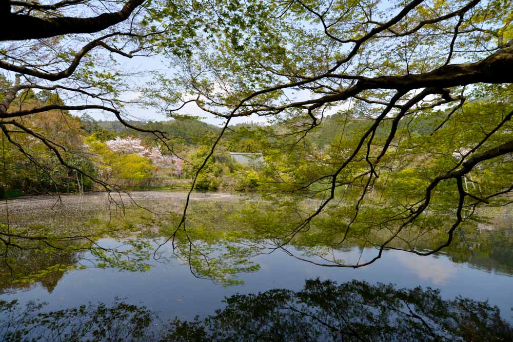 ryoanji-sakura-3