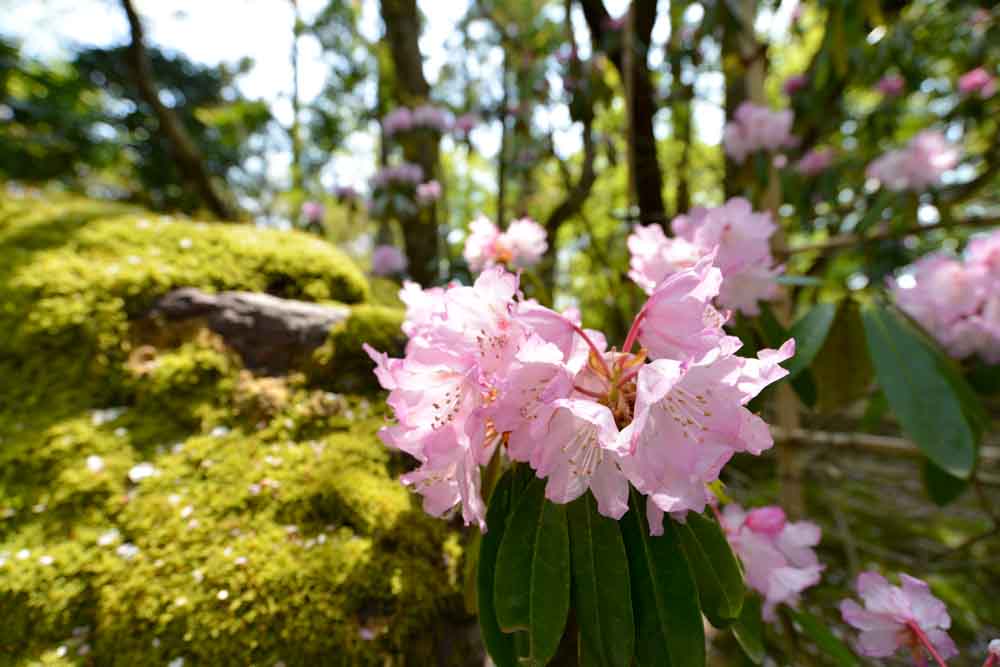 ryoanji-sakura2-1-4