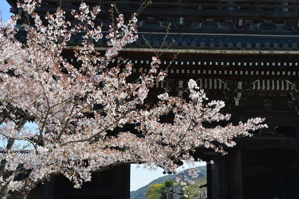 seiryoji-sakura