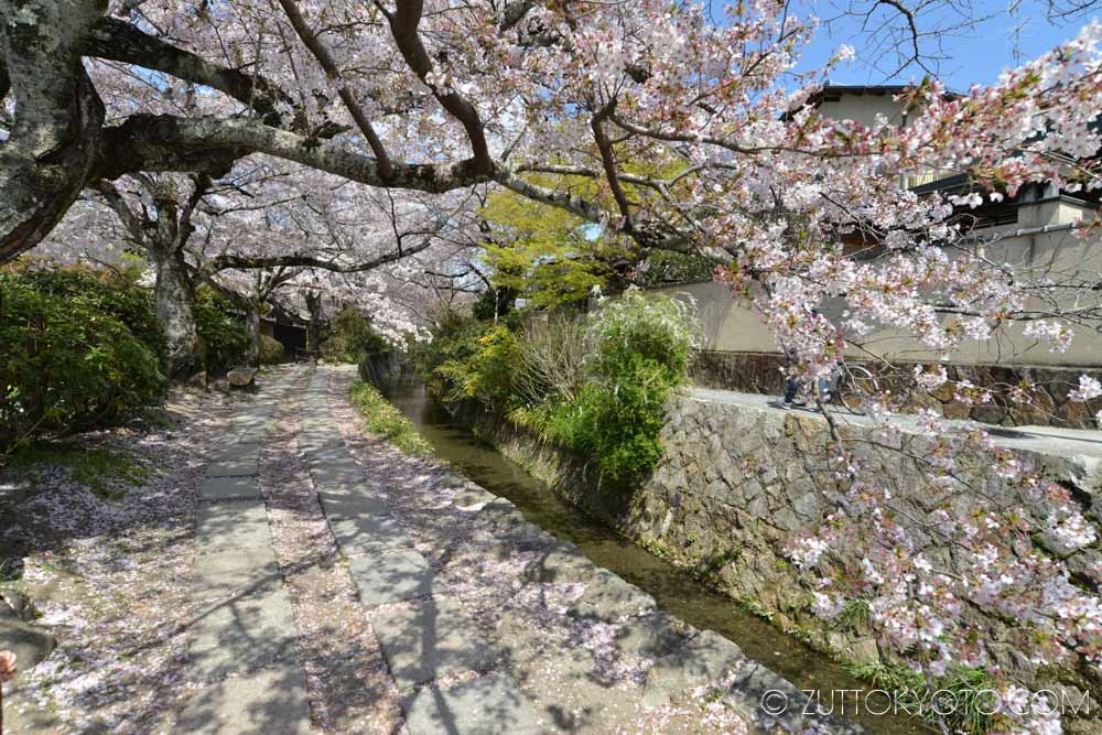 tetsugakunomichi-sakura-5