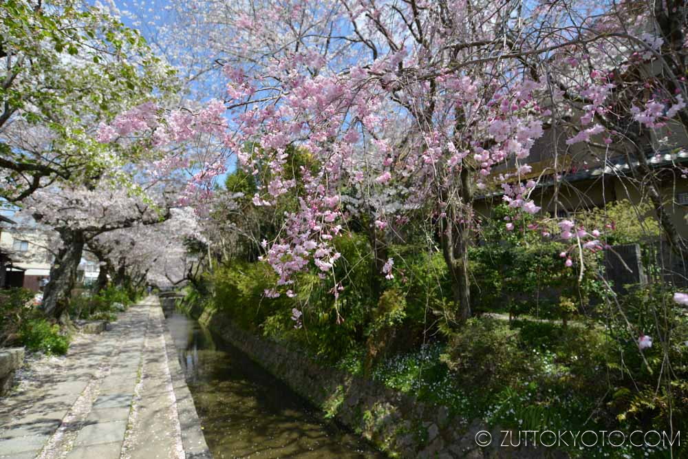 tetsugakunomichi-sakura-6