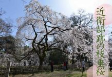 京都御苑 近衛邸跡の桜