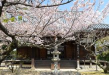 京都穴場の桜スポットめぐり