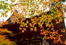 京都高雄【三尾めぐり】~ 神護寺