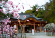 長岡京一日めぐり【善峯寺~長岡天満宮~乙訓寺~光明寺~向日神社】