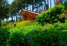 【2024年】三室戸寺のあじさい園へ